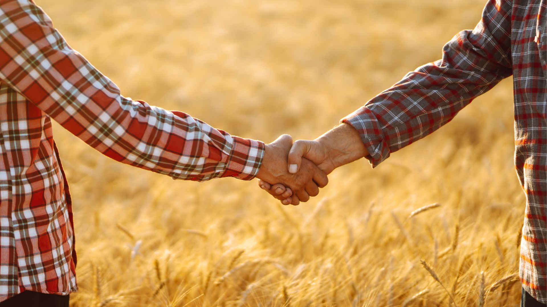 netagro asm divizia ferme consultant agricol